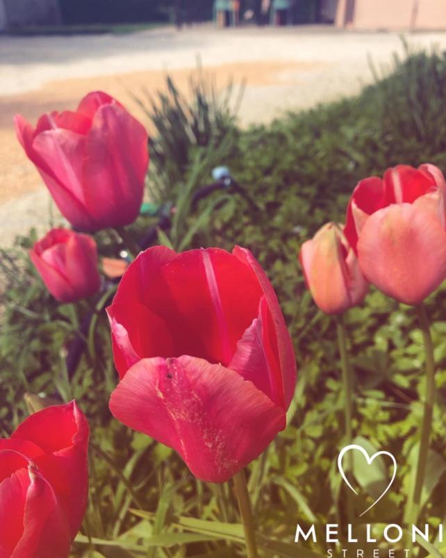 B&B Melloni Street Dolo Dış mekan fotoğraf