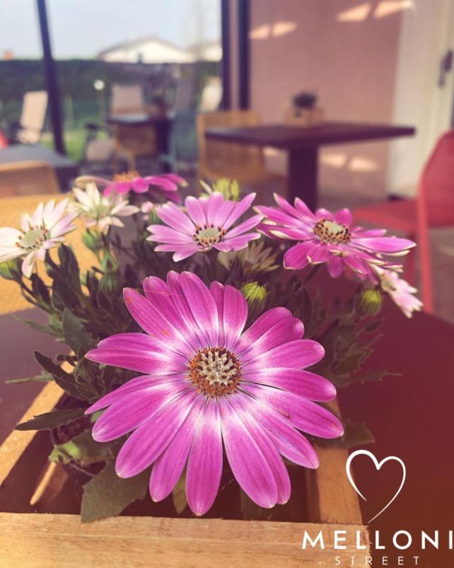 B&B Melloni Street Dolo Dış mekan fotoğraf